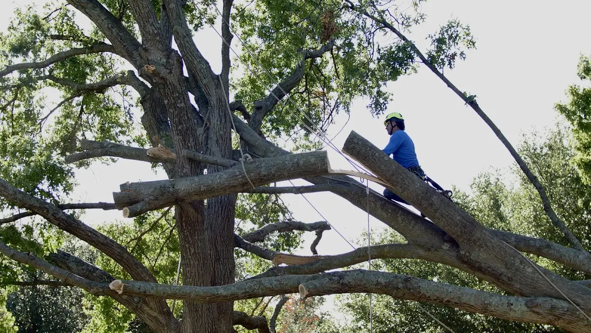 Professional Crown Thinning performed by certified arborists in Saint Francis