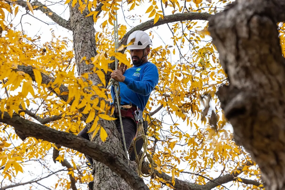 Skilled Tree Trimming crew working in Saint Francis