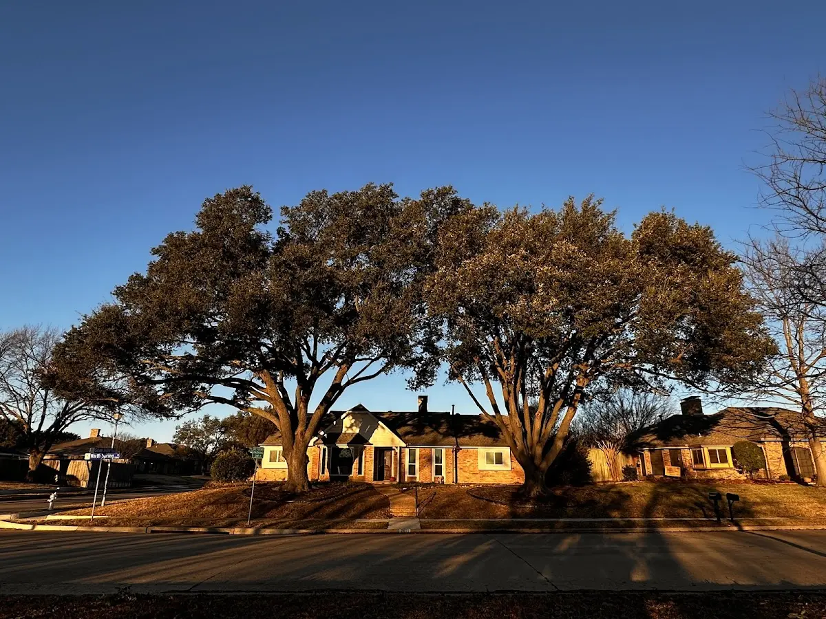 Established residential canopy tree shading a home in Saint Francis